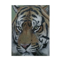 Zaštitni znak likovna umjetnost 'Sumatra Tiger Face 2011' Canvas Art by Pip McGarry