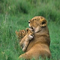 Tanzanija, krater Ngorongoro. Plakat obitelji afričkih lavova iz mn