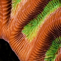 Boje i detalji stjenovitog koralja. Ispis plakata Beth Votson