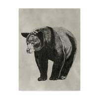 Zaštitni znak likovne umjetnosti 'Olovka i tinta Bear II' platno umjetnost Naomi McCavitt