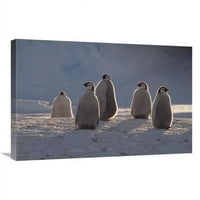 u. car pingvin pilići na ponoćnom suncu, princeza Martha Coast, Antarctica Art Print - Tui de Roy