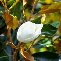 Gal. Brackenova smeđa ljepota magnolija - mirisna južna magnolija - Hladna izdržljivost