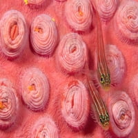 Indonezija, Prugasti Triple-Fin na ružičastom koralju Tubastrea. Ispis plakata