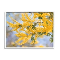 Žuto cvijeće stabla mimoze priroda botanička i cvjetna fotografija umjetnički tisak u bijelom okviru zidna umjetnost