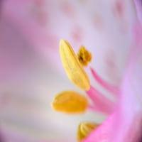 Ispis plakata ružičastog cvijeta ljiljana-Adam Jones