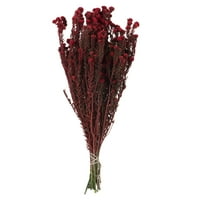 16-22 Crveni pamučni cvijet Filika , pakiranje od 4 oz, konzervirano