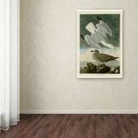 Zaštitni znak likovna umjetnost 'Herring gallplater 291' Canvas Art by Audubon