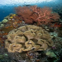 Indonezijski netaknuti koraljni greben na otoku Misul od Jonesa Shimlocka