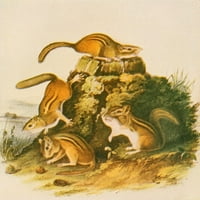 Vjeverice i ostali krzneni nosači Chipmunk plakat tiska J.J. Audubon