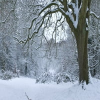 Snježno prekrivena stabla u parku, Hampstead Heath, Sjeverni London, London, Engleski tisak plakata
