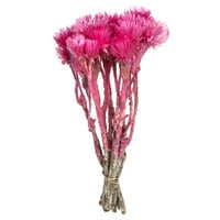 Vickerman 13-14 svijetlo ružičasti zimzeleni cvjetovi s velikim cvatovima, osušeni