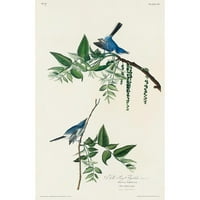 Audubon, John James Black Modern Framed Museum Art Print pod naslovom-Plavo-siva muha