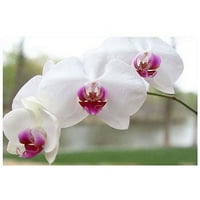 Zaštitni znak Art White Orchid Canvas Art by Cary Hahn, 14x19