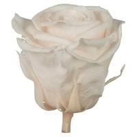 Glava ruže od 2,5-3 standardna konzervirana, komadna, konzervirana