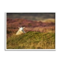 Stupell Industries usamljene ovce na livadi ruralno seosko poljoprivredno zemljište fotografija bijela uokvirena