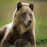 Uhvaćeni smeđi medvjed odmara se u Centru za zaštitu divljih životinja na Aljasci. Ljeto u južnoj središnjoj Aljasci.
