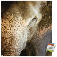 Beth Sheridan - plakat na zidu indijskog slona, 14.725 22.375