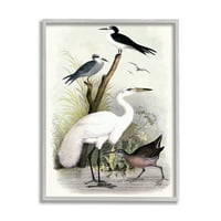 Stupell Industries Varied Crane ptice okupile su rijeke Streak Botanicals Slikanje sive uokvirene umjetničke print