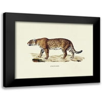 Schinz, Heinrich Rudolf Black Modern Framed Museum Art Print pod nazivom - Leopard
