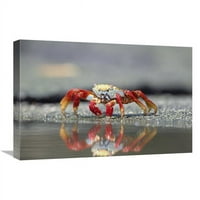 u. Sally Lightfoot Crab Hranjenje, Punta Espinosa, Otoci Galapagos, Ekvadorski umjetnički tisak - Tui de Roy
