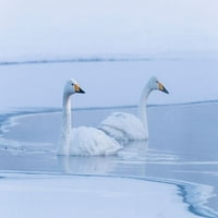Japan-Hokkaido par labudova koji plivaju Ellen Goff