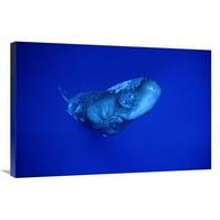 u. Spermi kita, Dominič Art Print - Flip Nicklin