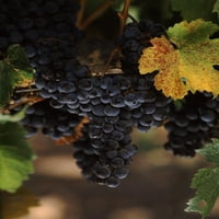 Cabernet Sauvignon grožđe u vinogradu, vinskoj zemlji, Kalifornija, USA PLAST PRINT