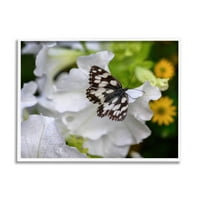 Stupell Industries Butterfly geranium cvjeta fotografija bijela uokvirena umjetnička print zidna umjetnost, dizajn