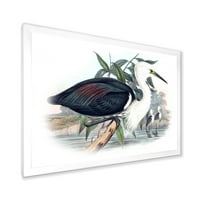 Dizajnerska umjetnost drevne ptice Australije uokvirena tradicionalna umjetnička gravura