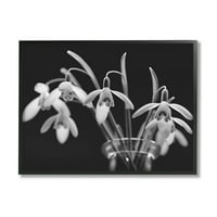 Fotografija cvijeća snježne kapi botanička i floristička fotografija umjetnički tisak u crnom okviru zidna umjetnost
