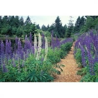 Posterzi pddcn02bbr lupines by ribnjak kitty coleman Woodland Gardens Como Valley Vancouver Island British Columbia