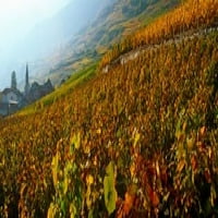 Vinogradi i selo u jesen, kanton Valais, Švicarska tiskanje plakata