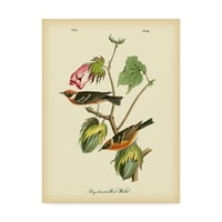 Zaštitni znak likovna umjetnost 'Bay za grudi Wood Warbler' platno umjetnost Johna Jamesa Audubona